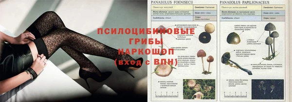гашик Алексин